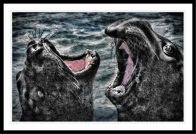  Two sea elephants with teir mouths open.
claiming their territory.